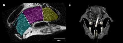 FasL Is Required for Osseous Healing in Extraction Sockets in Mice